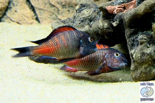 Tropheus sp. 'red' Moliro